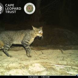 South African wildcat